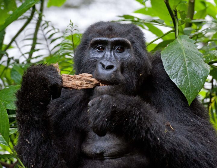 Gorilla trekking for sole travelers