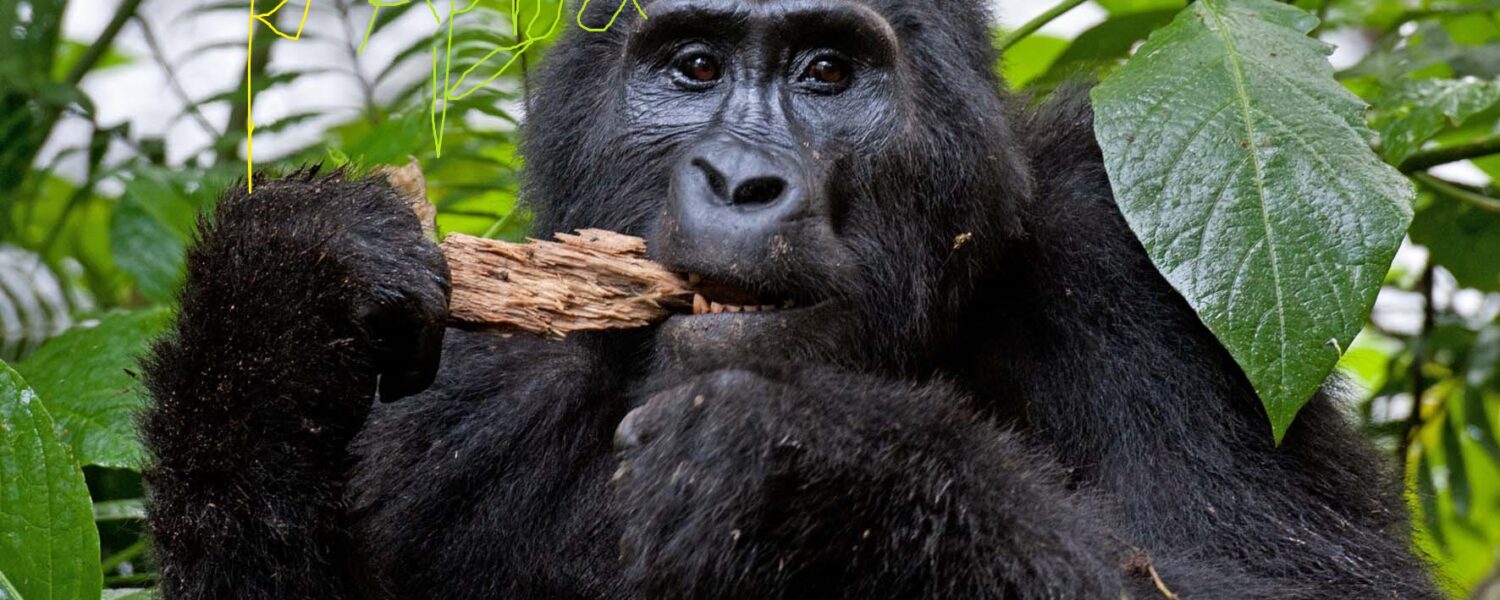 gorilla trekking Rwanda vs. Uganda