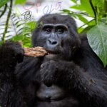 gorilla trekking Rwanda vs. Uganda